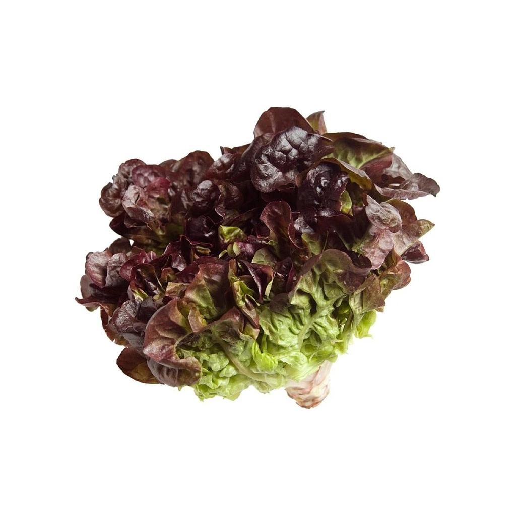 Enciam Roure Morat