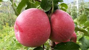 Poma Fuji de Muntanya